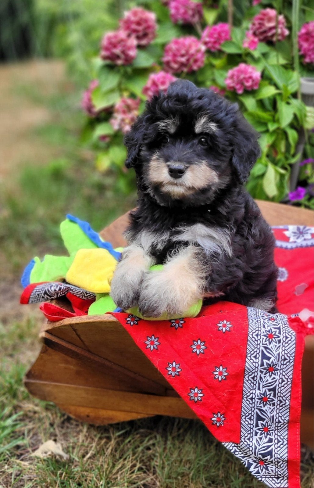 Leuke boomer pups te koop!, Dieren en Toebehoren, CDV (hondenziekte), 8 tot 15 weken, Groot, Meerdere