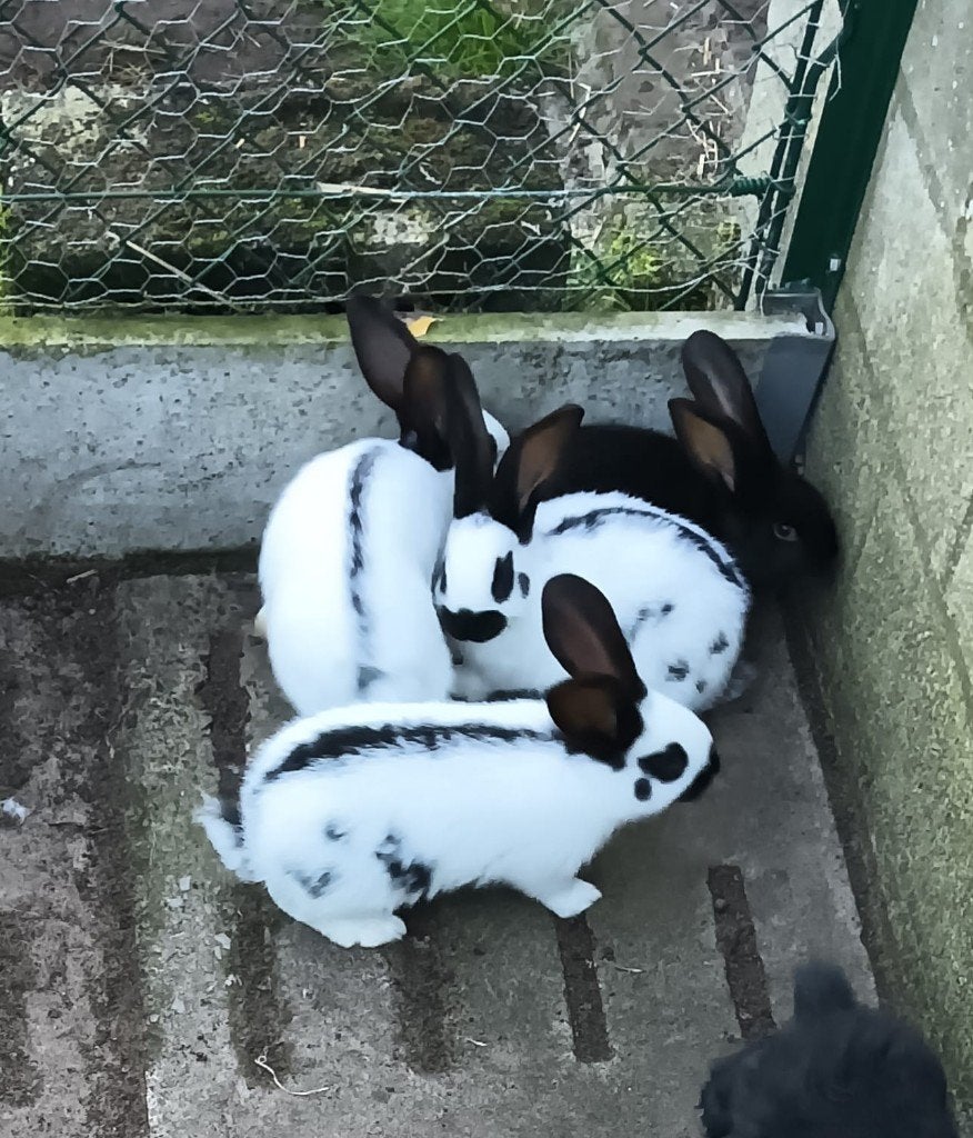 Mooie nest reuze vlinder lotharinger konijnen., Dieren en Toebehoren, Meerdere dieren, Groot, 0 tot 2 jaar