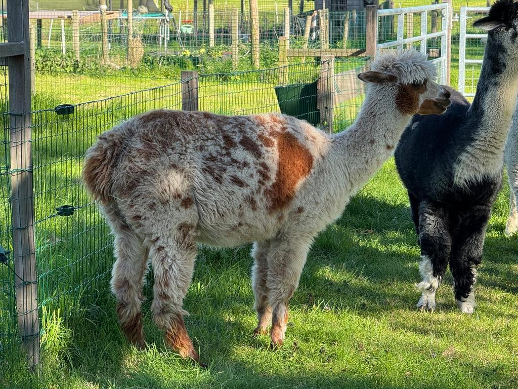 Appaloosa alpaca merrie, Dieren en Toebehoren, Mei, Vrouwelijk