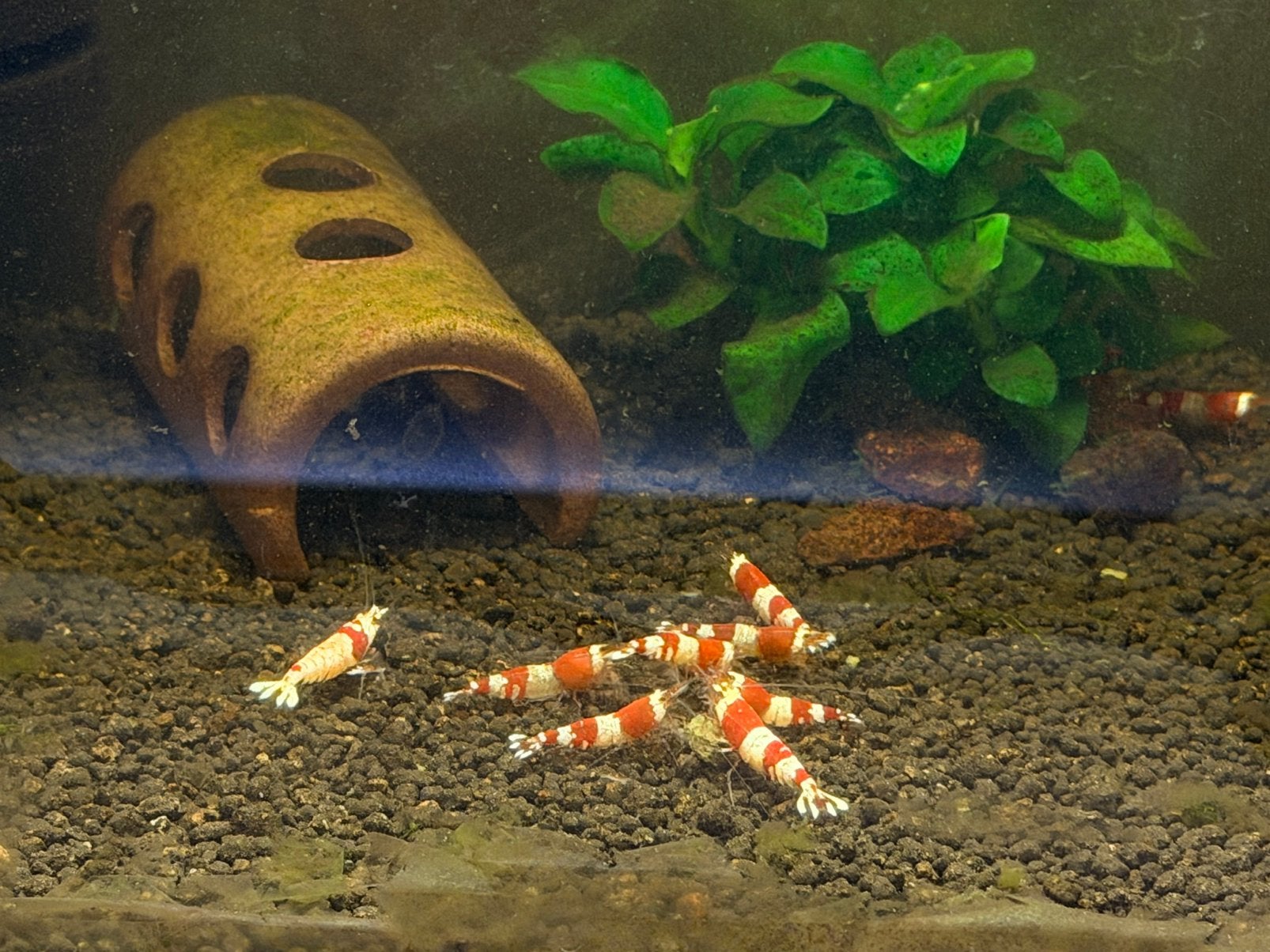 Crystel red garnalen, Kreeft, Krab of Garnaal