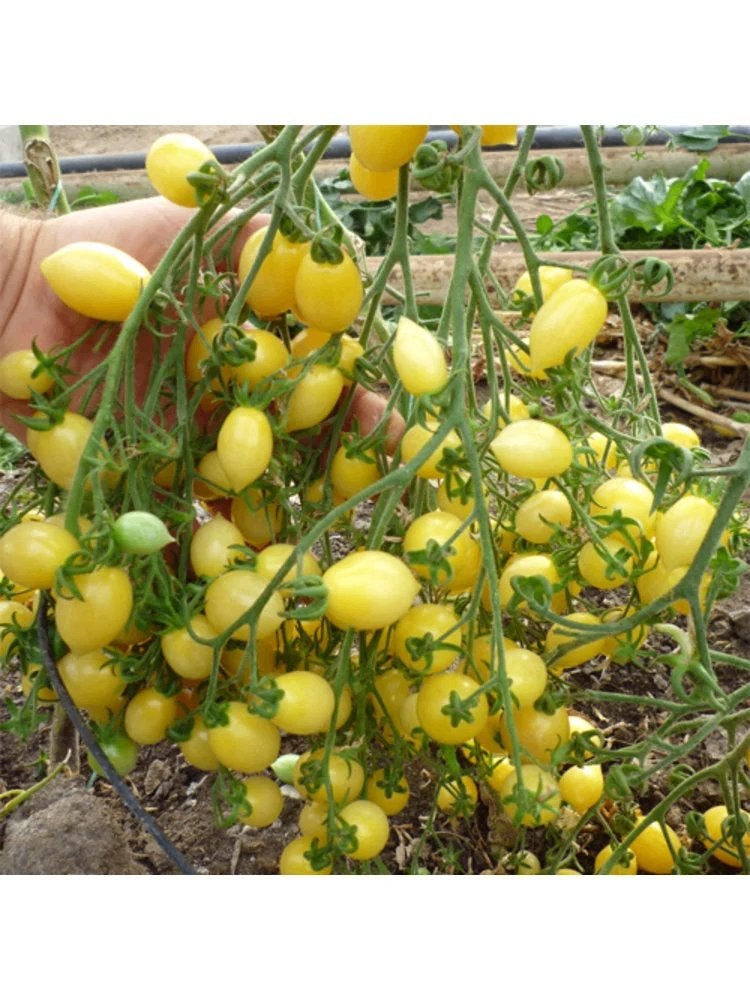 Barry's crazzy cherry tomaten zaden, Tuin en Terras, Ophalen of Verzenden, Volle zon, Zaad