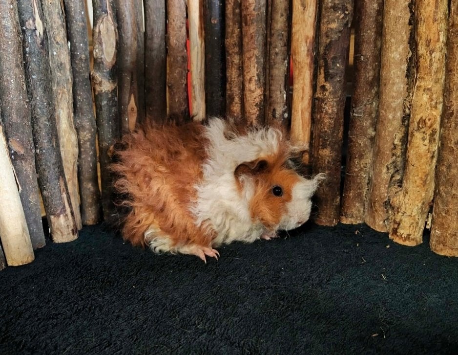Lunkarya beertje, Dieren en Toebehoren, Knaagdieren, Cavia, Mannelijk, Mei, Tam