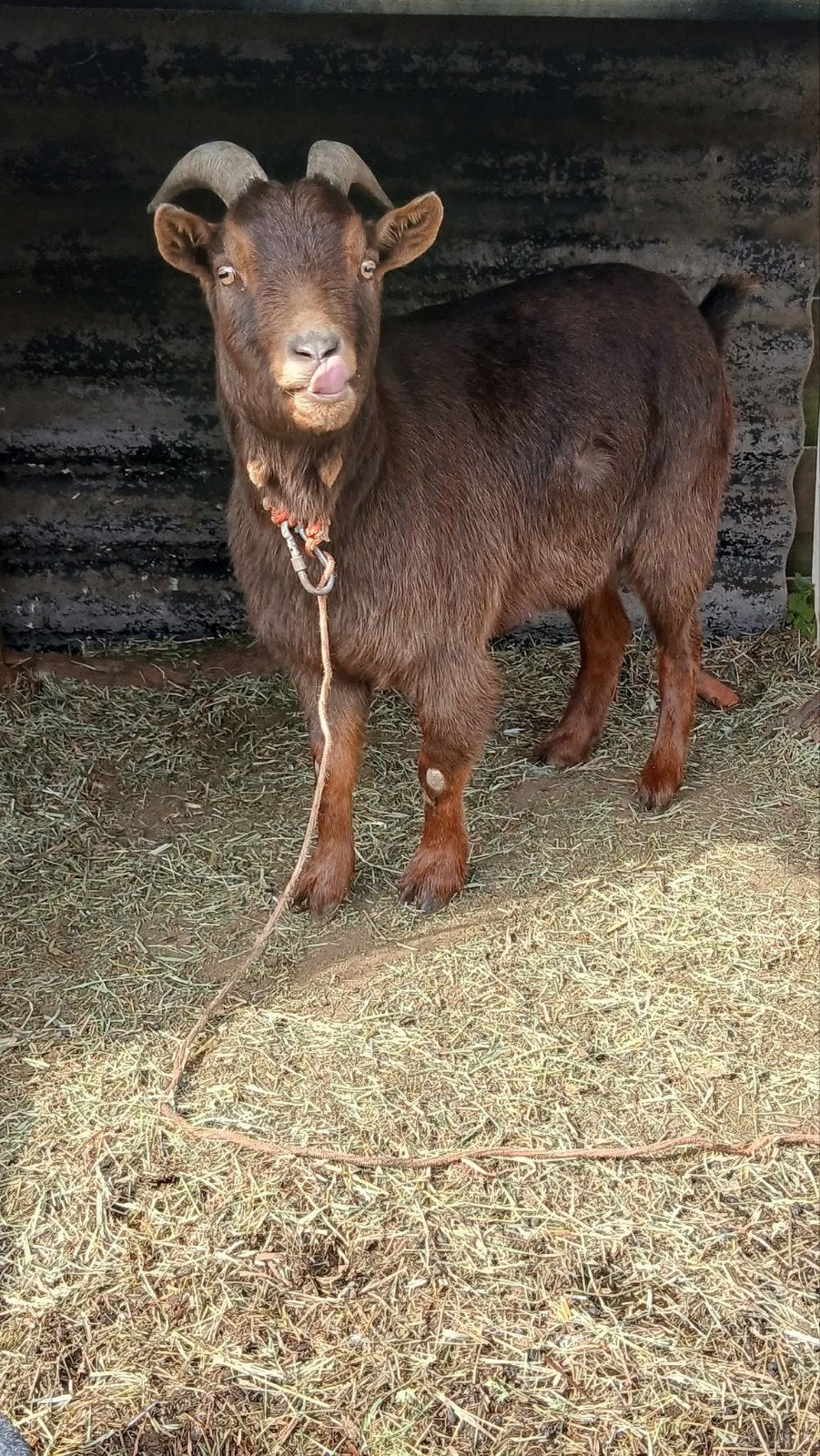 Super lieve gecastreerde dwergbok, Dieren en Toebehoren, Mannelijk, Geit