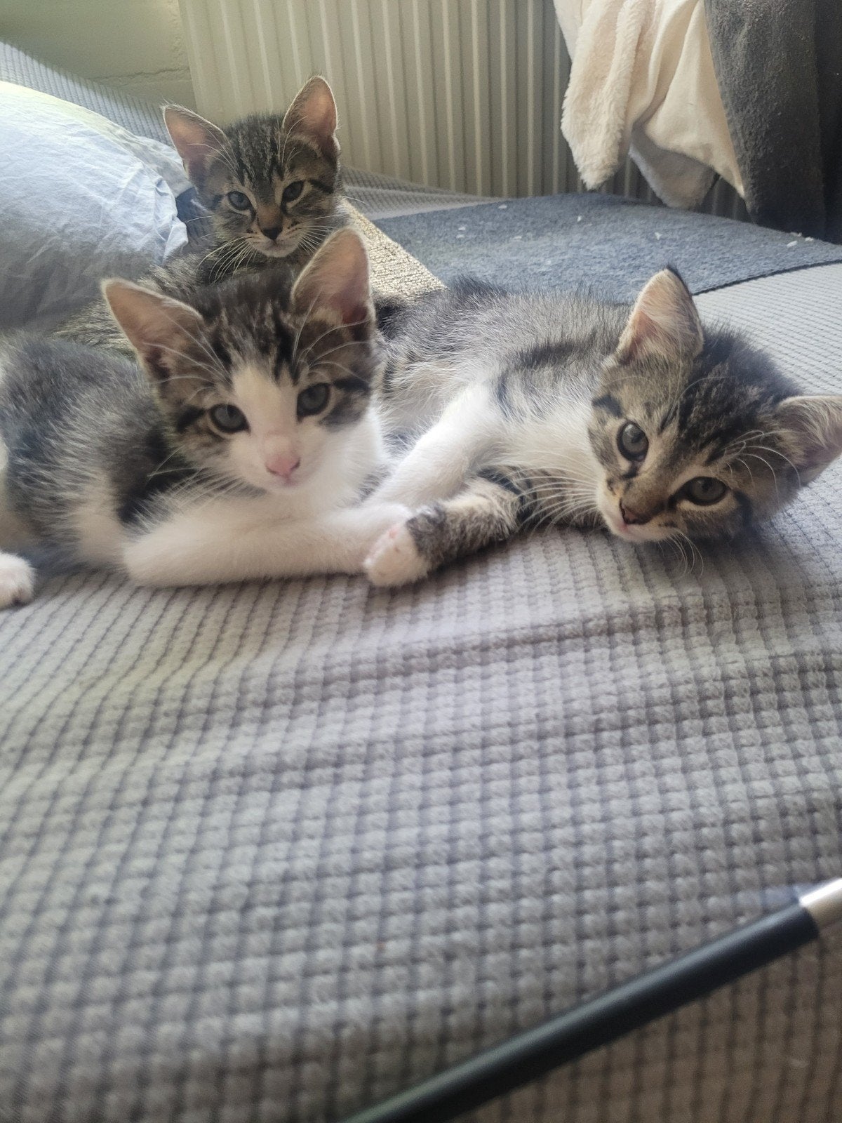 Lieve cyperse kittens zoeken gouden mandje., Meerdere dieren
