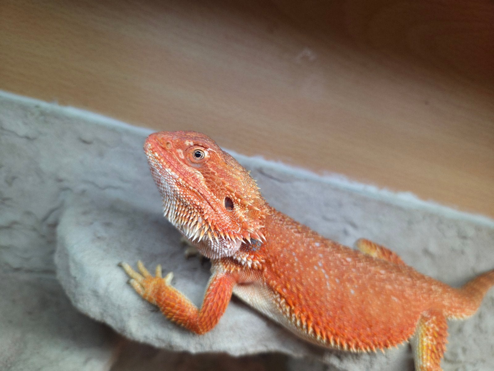 mooie fel oranje hypo  baardagaam vrouwtje aangeboden Bearded Dragon photo 2