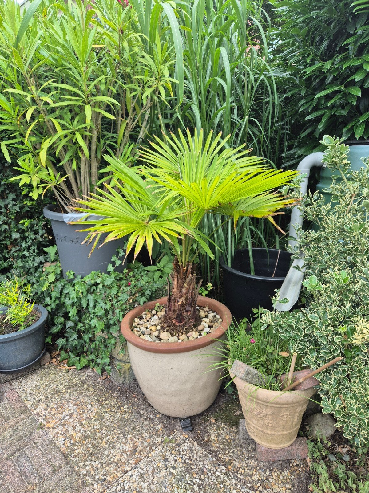 geglazuurde buiten bloempot met palm, Ophalen, 40 cm of meer, Rond, Zo goed als nieuw