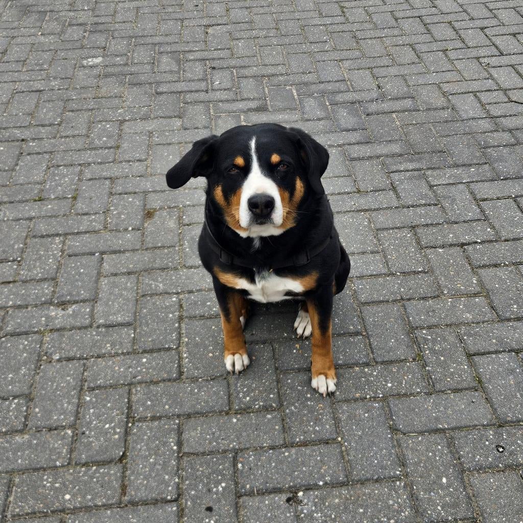 Appenzeller teef, Dieren en Toebehoren, Honden | Bulldogs, Pinschers en Molossers, Teef, Eén hond, 3 tot 5 jaar, Nederland