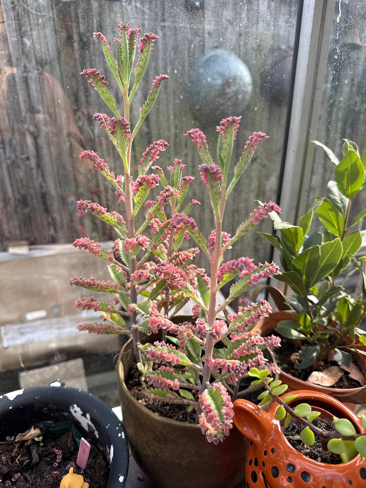 Kalanchoe 'Moeder van Duizenden' babyplantjes, Volle zon, Vaste plant, Bloeit niet, Ophalen