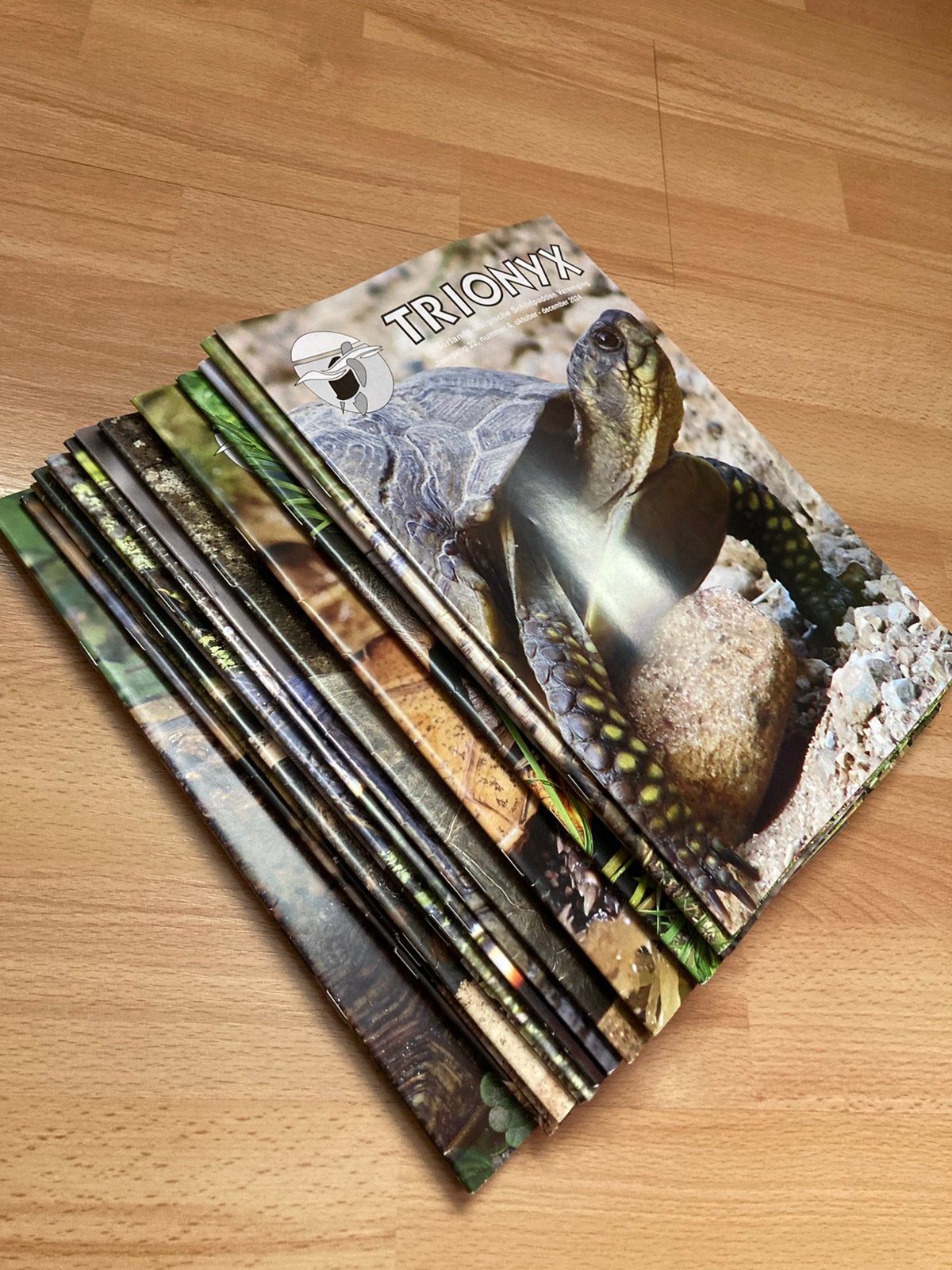 Trionyx, blad over water en landschildpadden, Dieren en Toebehoren, Reptielen en Amfibieën, Schildpad