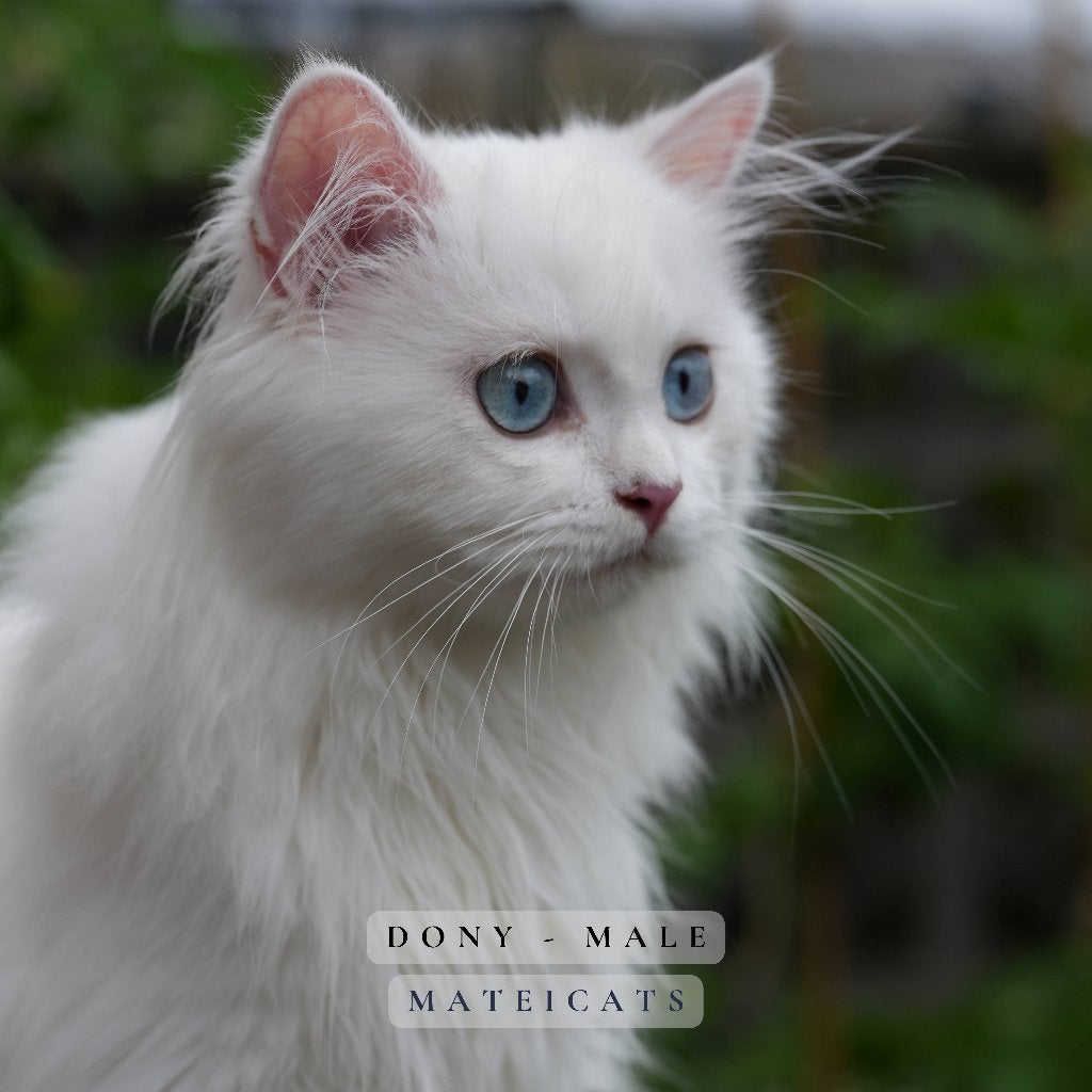 British Longhair Blue Point - Lilac Point, Meerdere dieren, Met stamboom, 0 tot 2 jaar