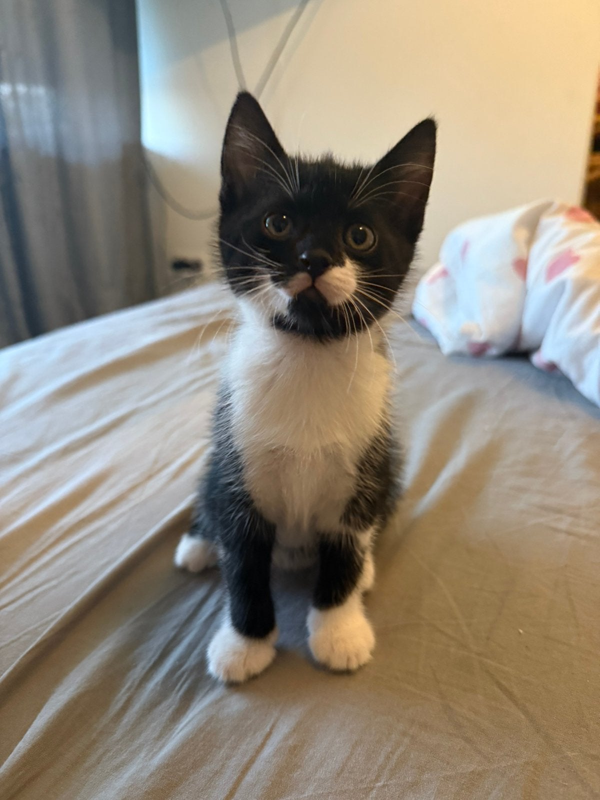 kittens, Dieren en Toebehoren, Katten en Kittens | Raskatten | Korthaar, Poes, Ontwormd, 0 tot 2 jaar