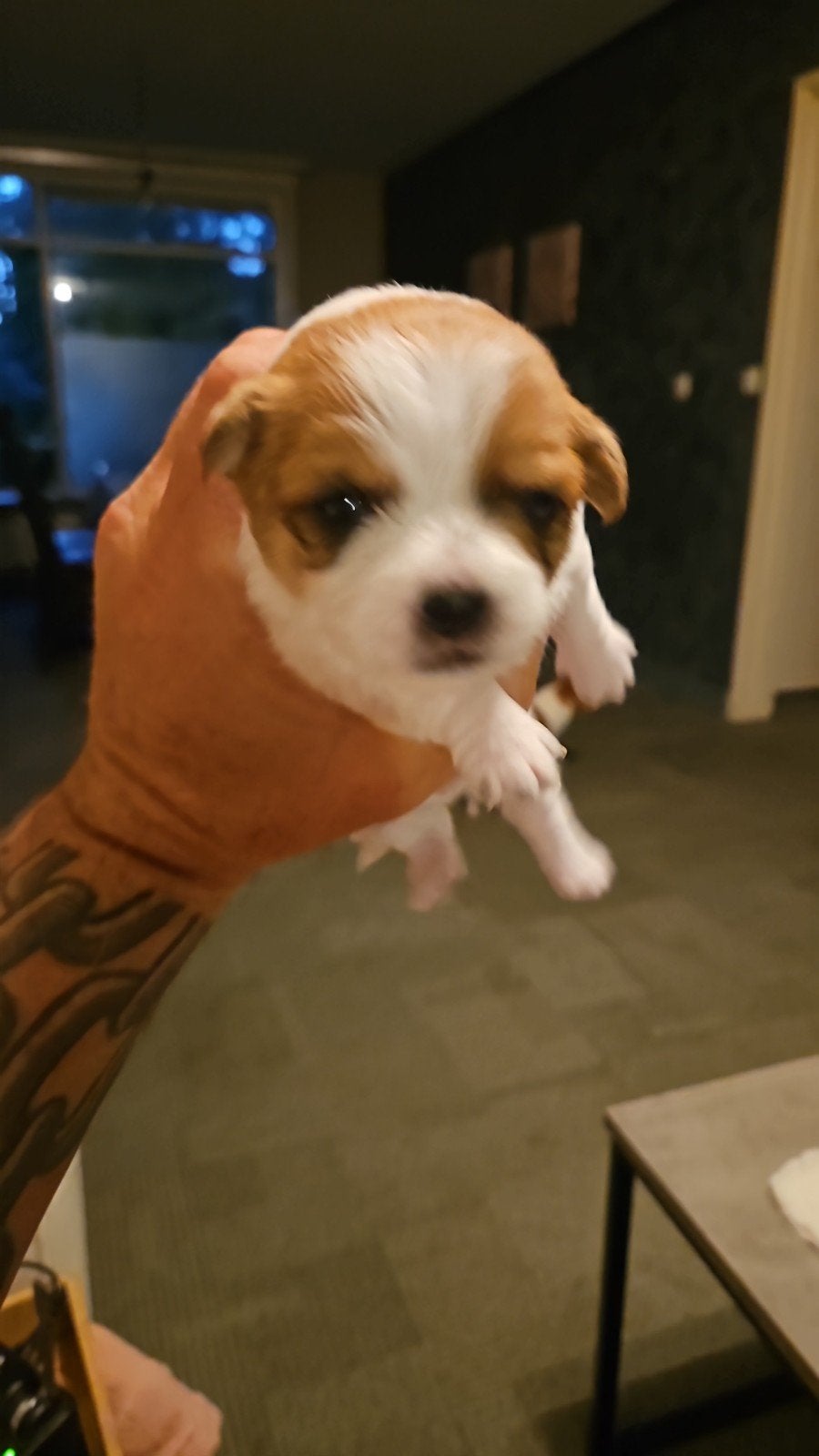 Boomer, Overige rassen, 8 tot 15 weken, Teef, Meerdere