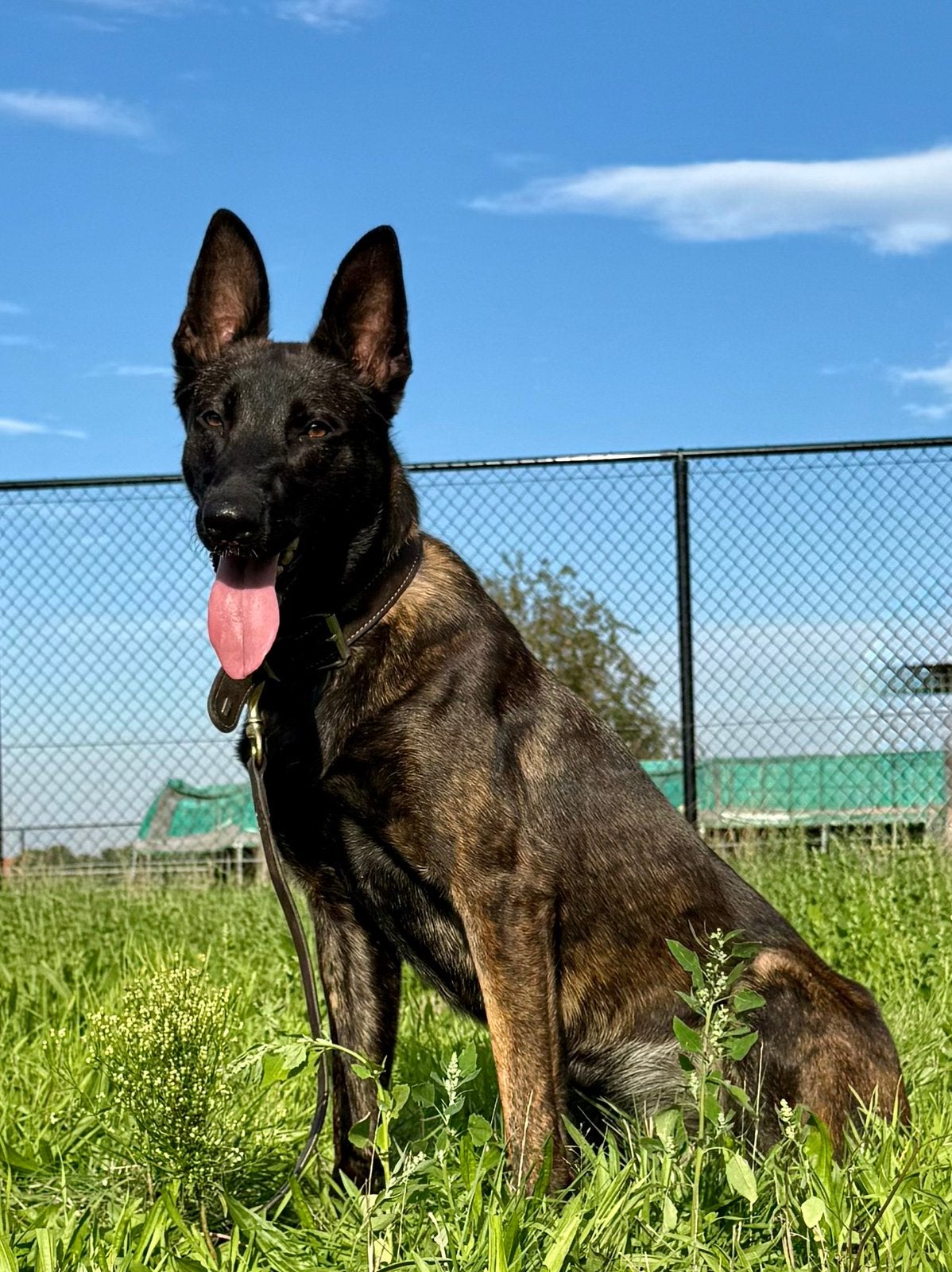 Lieve, aanhankelijke, gedreven Hollandse herder teef te koop, Dieren en Toebehoren, 1 tot 2 jaar, Teef, Eén hond, CDV (hondenziekte)