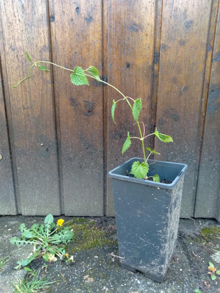 Hop stekken 'Fuggle', Ophalen, Overige soorten, Volle zon