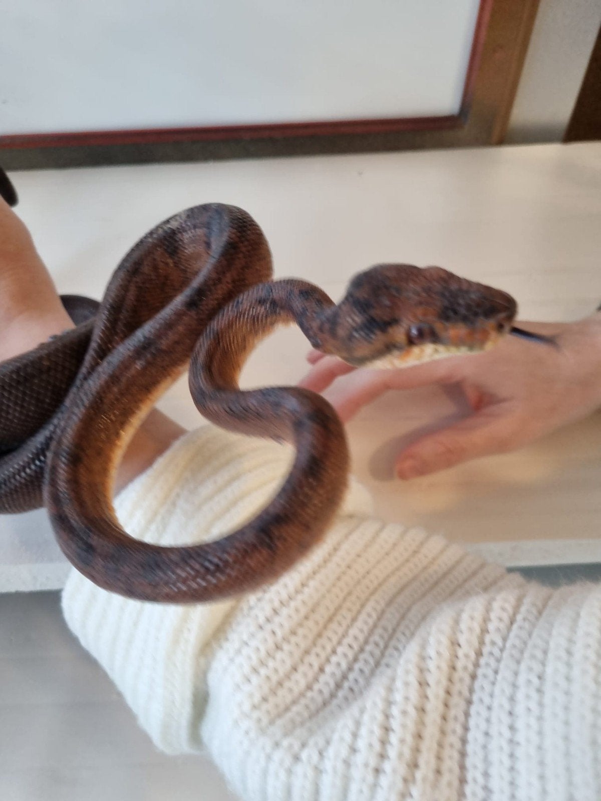 serpent corallus hortulanus femelle foul red selectionner, Dieren en Toebehoren, Reptielen en Amfibieën, Slang, Tam, 3 tot 6 jaar