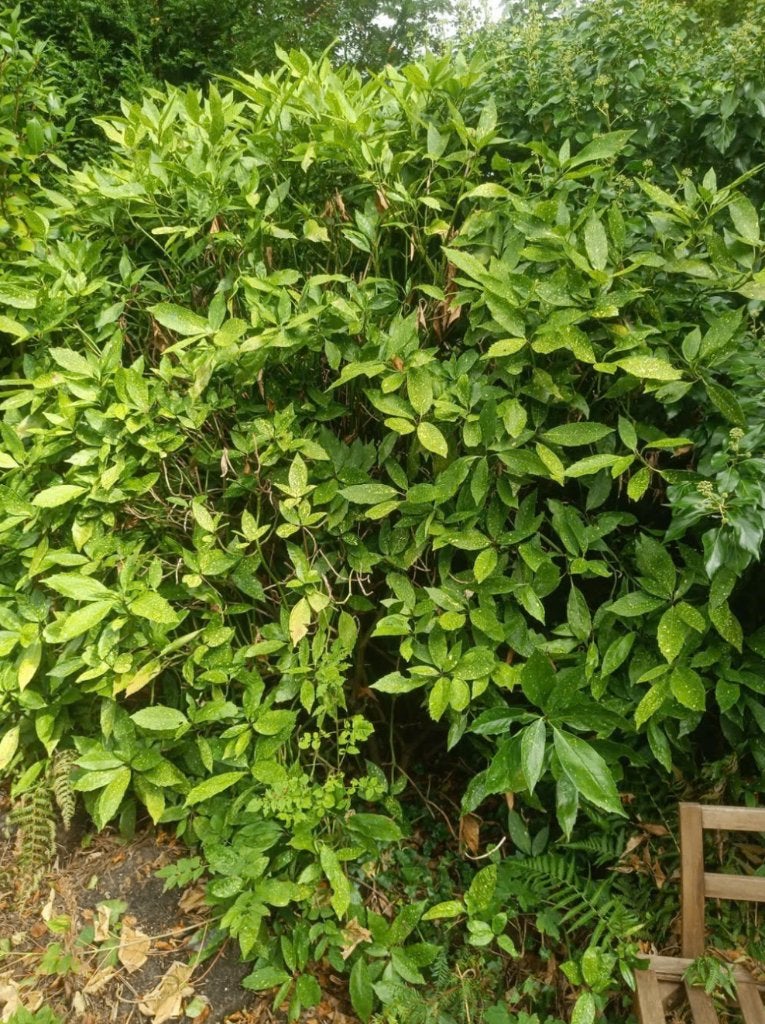 GRATIS Japanse laurier/ Japanse Nroodboom, Ophalen, Laurier, 100 tot 250 cm