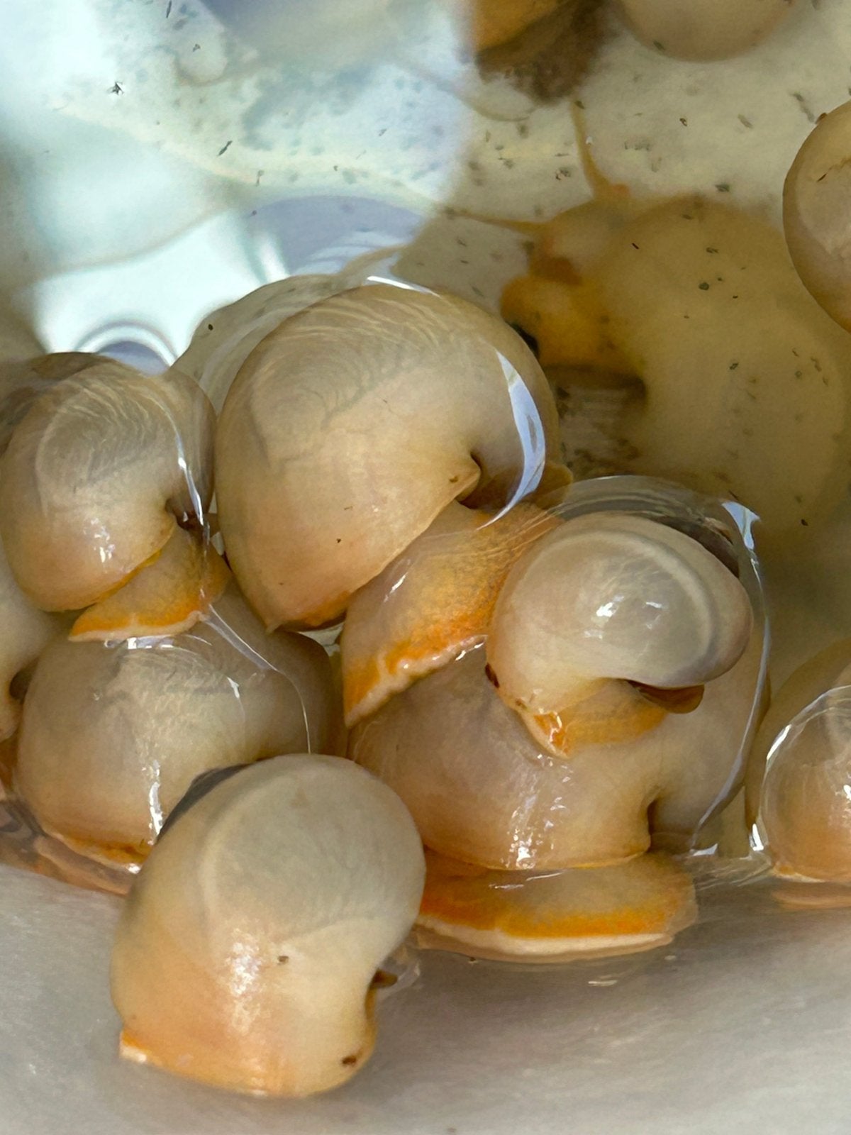50 Appelslakken.  Stuur ook op., Dieren en Toebehoren, Slak of Weekdier