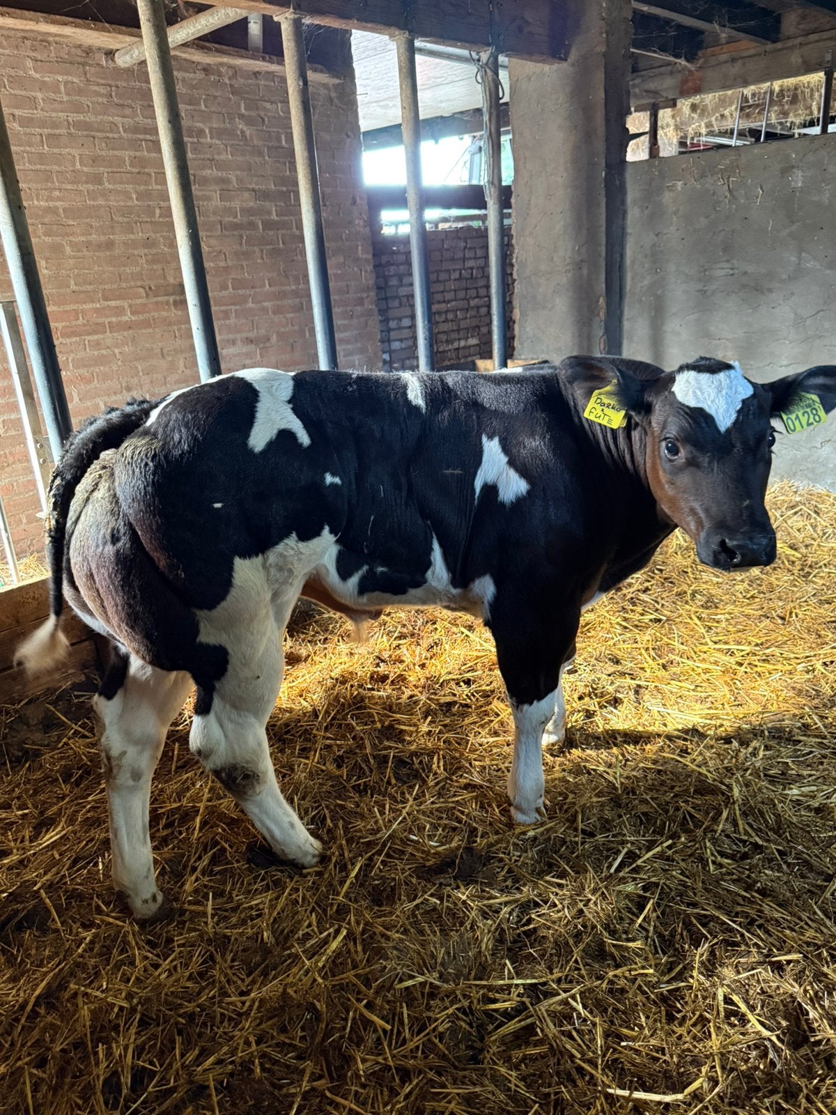 Super stamboek dikbil stier, Mannelijk