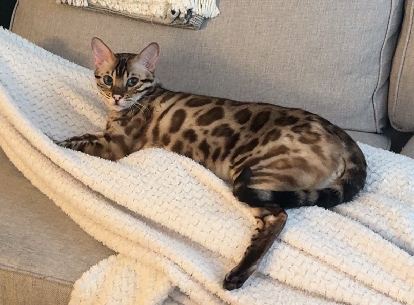 Bengaal kater 2 jaar oud zoekt nieuw huisje, Kater