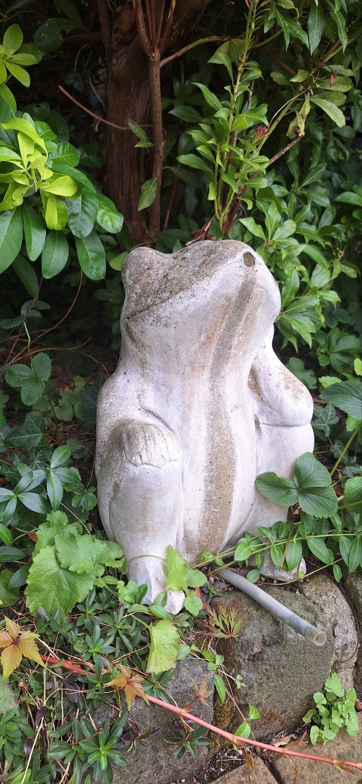 Tuinbeeld kikker, Ophalen