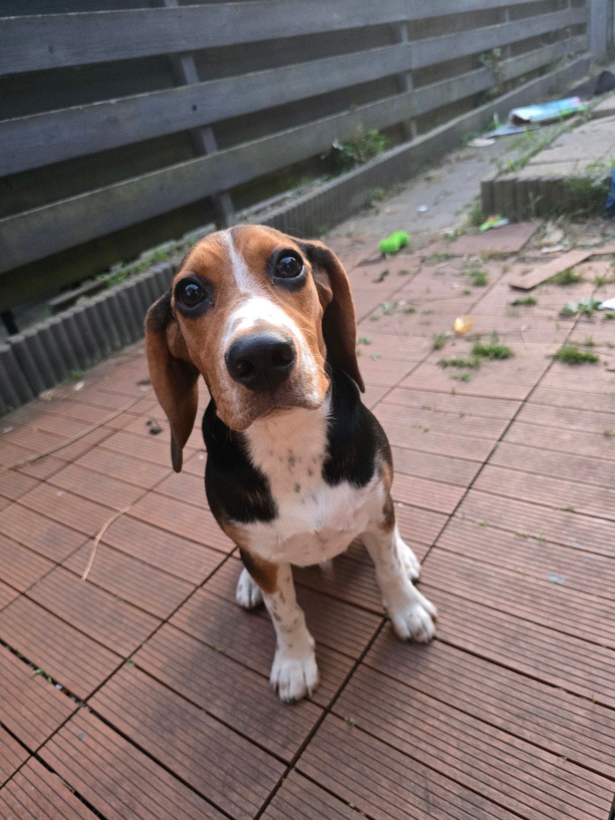 Beagle hund (geboren January 2026), 15 weken tot 1 jaar, Reu, Eén hond, CDV (hondenziekte)
