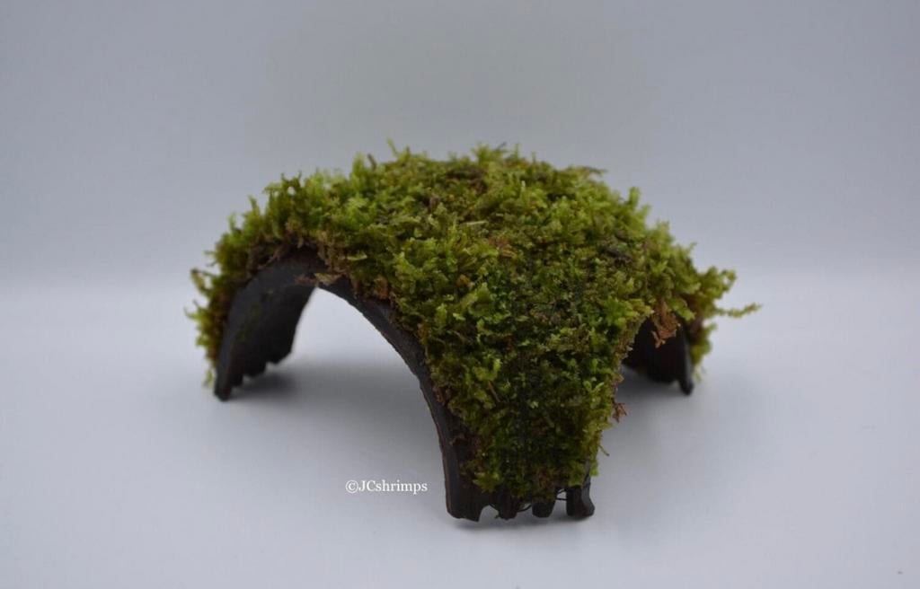 Javamos op 3-gaats kokosnoot | Aquarium planten, -, Nieuw, Ophalen of Verzenden, -