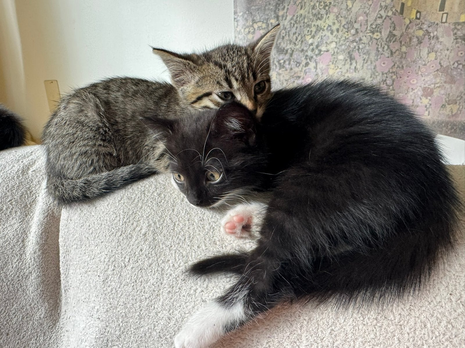 Te koop twee kittens samen deels Turkse Angora 10 weken, Poes