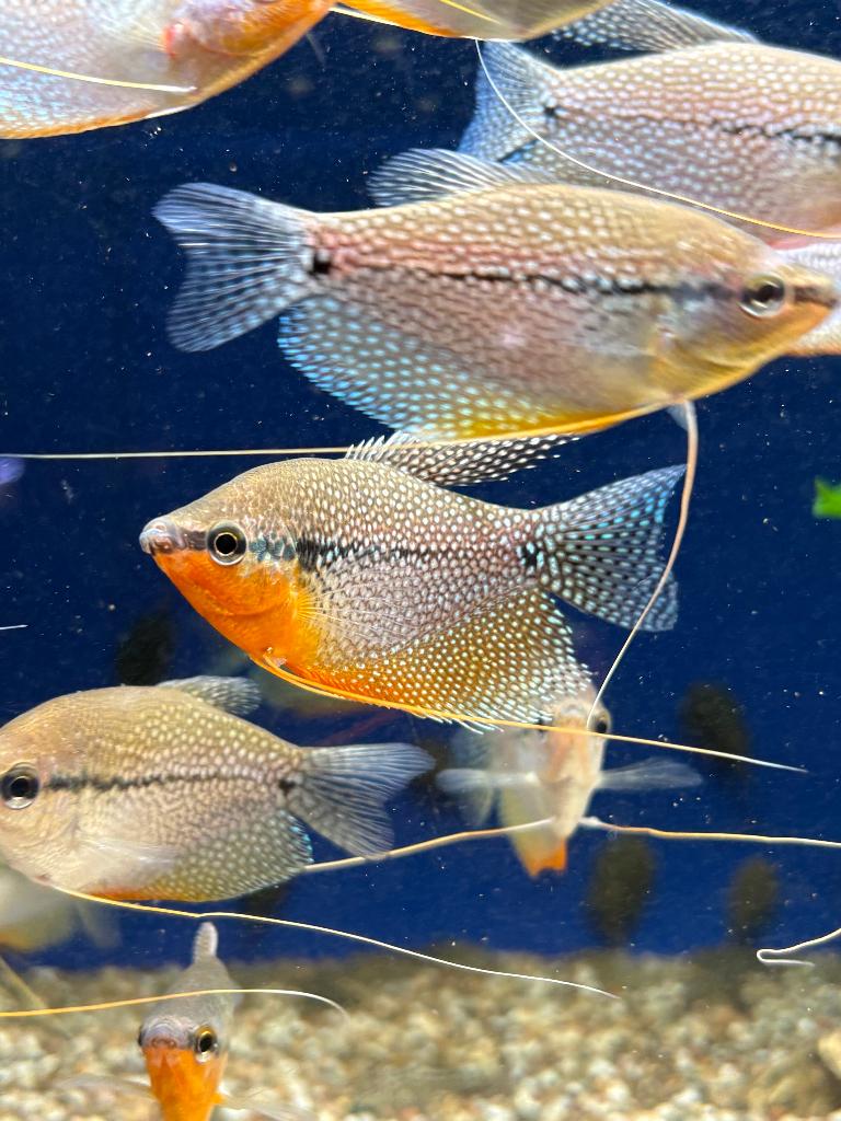 Diamantgoerami´s (Trichogaster leeri), Dieren en Toebehoren, Vis, Zoetwatervis