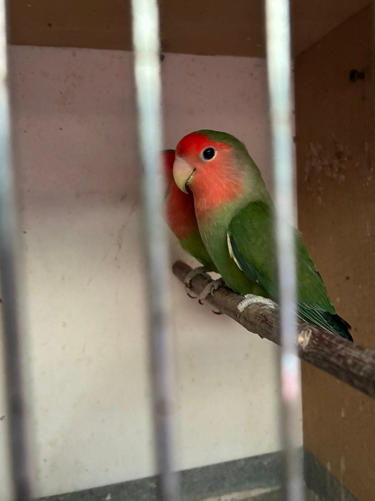 Mooi koppel agaponis, Dieren en Toebehoren, Vogels | Parkieten en Papegaaien, Meerdere dieren, Parkiet, Geringd