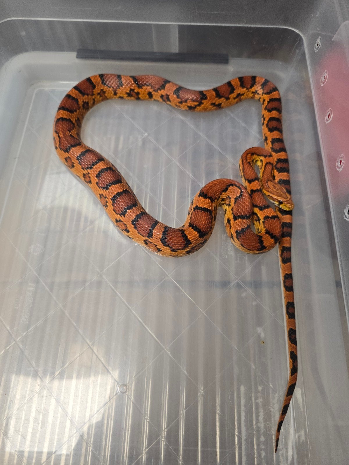 Twee prachtige rode rattenslangen Okeetee (Pantherophis gutt Corn Snake photo 4