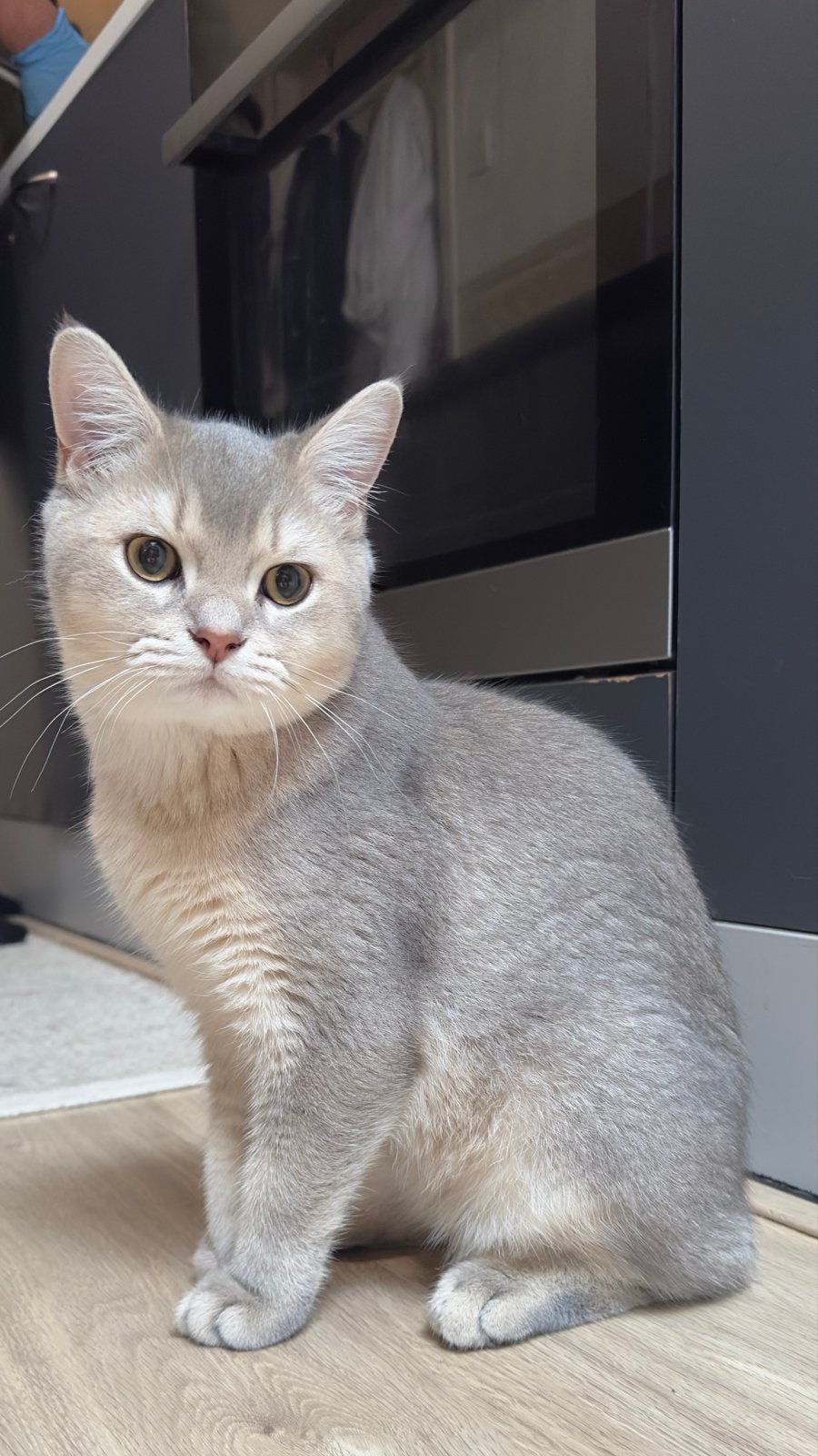 BKH—mannelijke kat