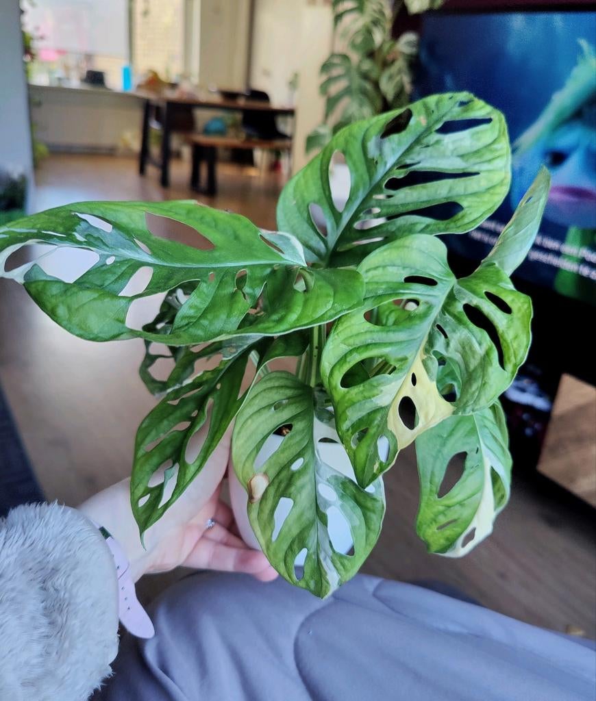 Monstera adansonii variegata, Huis en Inrichting, Kamerplanten, Ophalen, Halfschaduw, Minder dan 100 cm