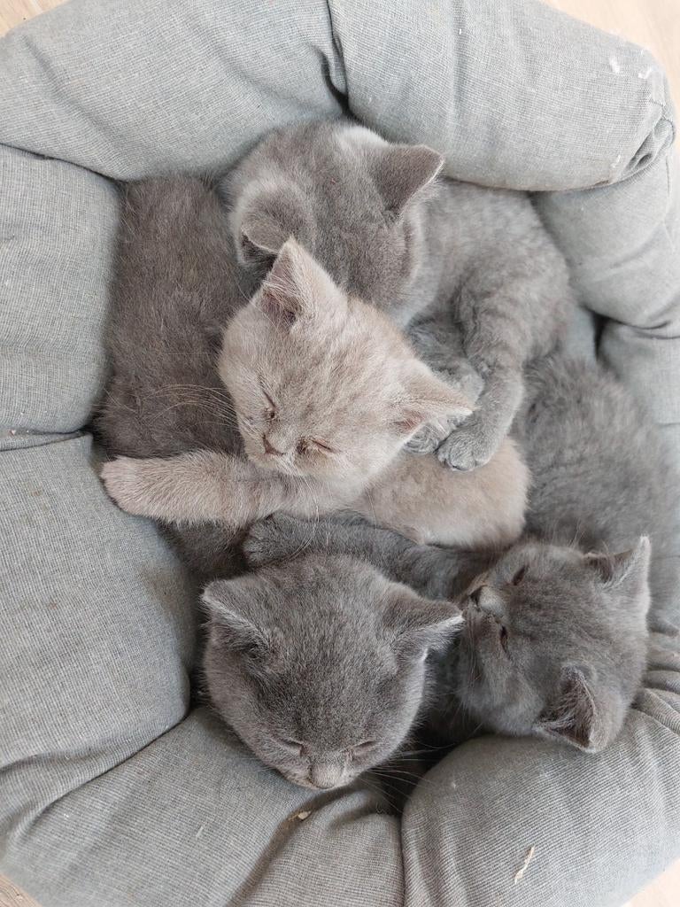 Britse korthaar kittens, Dieren en Toebehoren, Katten en Kittens | Raskatten | Korthaar, Meerdere dieren, Ontwormd, 0 tot 2 jaar
