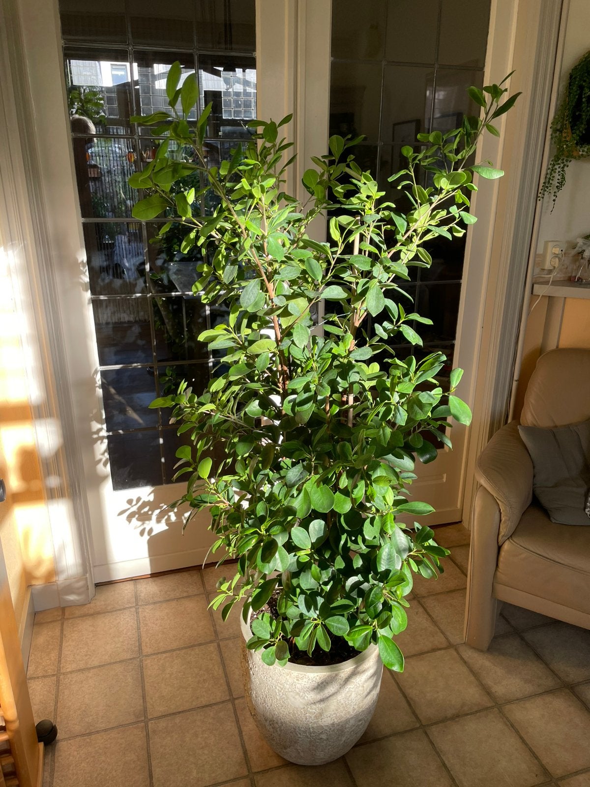 Grote ficus, Huis en Inrichting, Ophalen, Ficus, 100 tot 150 cm, Halfschaduw