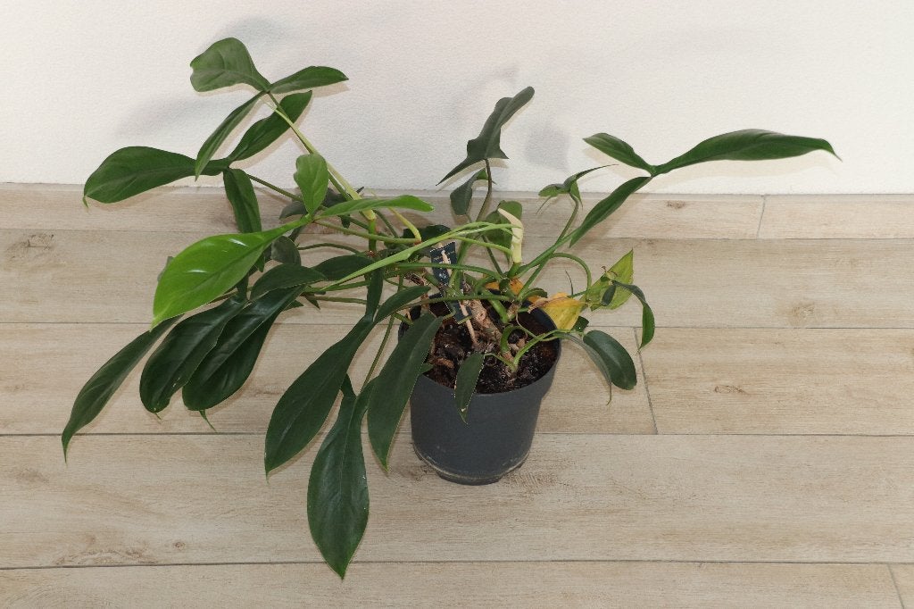 Philodendron plant ca. 60 x 40 cm (DxH), Groene kamerplant, Ophalen, Halfschaduw, Minder dan 100 cm