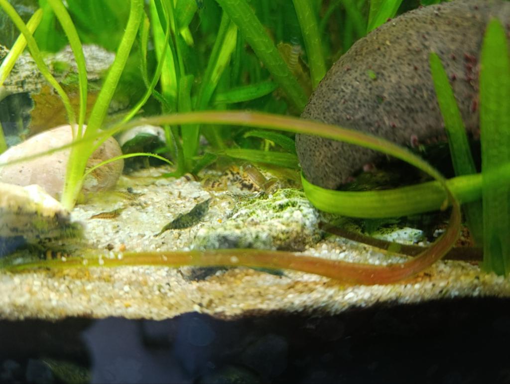 Gratis garnalen af te halen, Dieren en Toebehoren, Kreeft, Krab of Garnaal