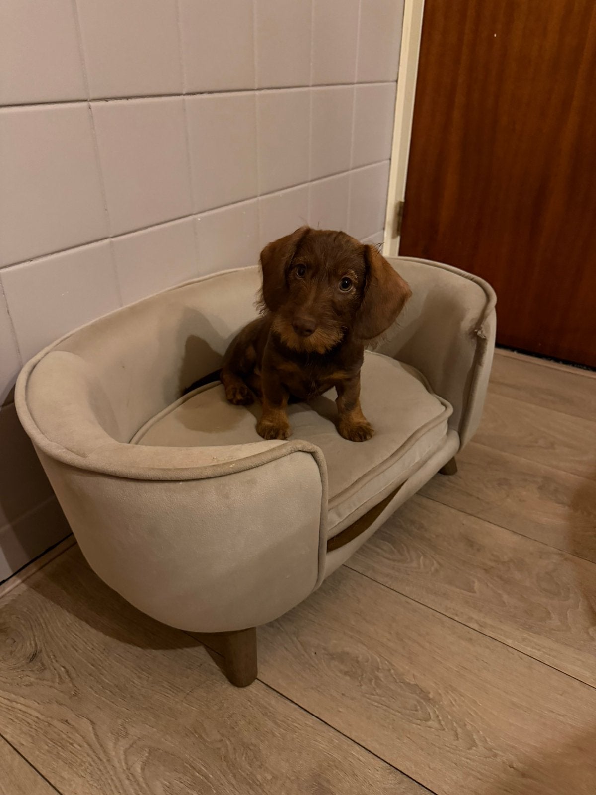Ruwharige choco tan dwerg teckel pup, Parvo, 8 tot 15 weken, Teef, Dwerg