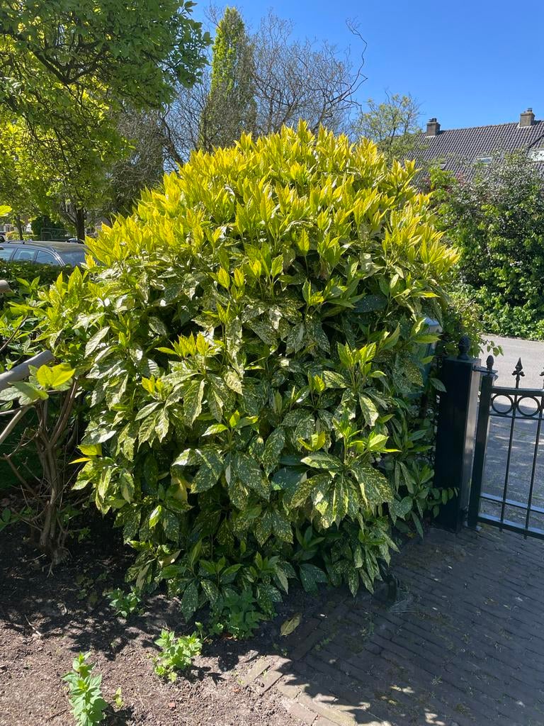 Grote Struik / broodboom / Aucuba 180 cm Hoog, Tuin en Terras, Ophalen, Overige soorten, Struik, 100 tot 250 cm