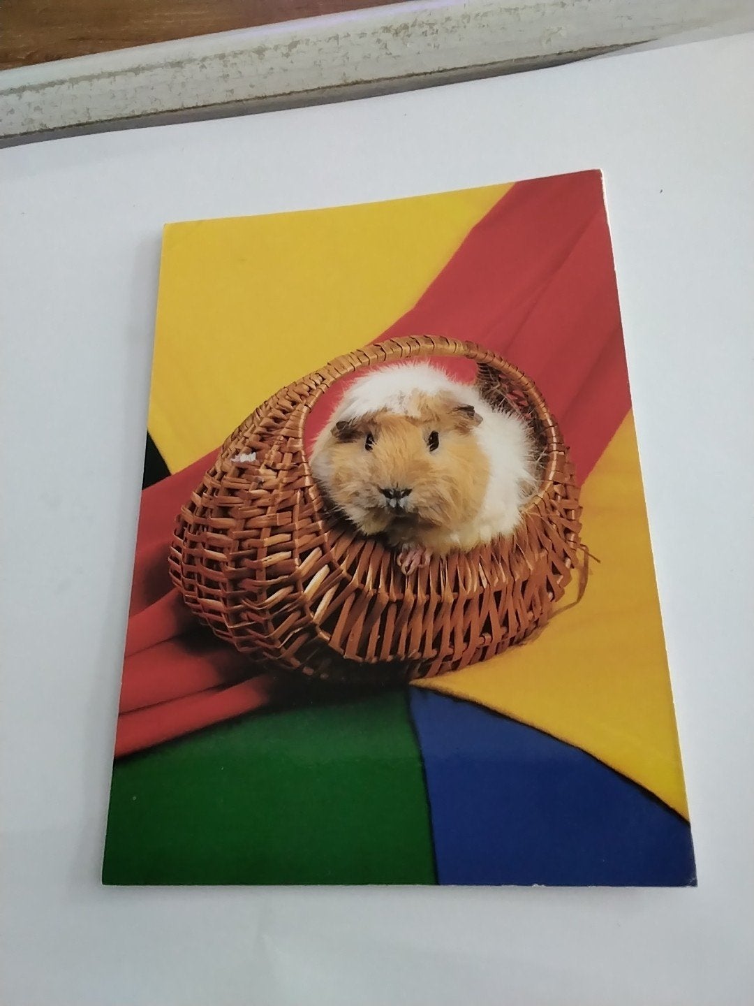 Ansichtkaart met cavia in mandje, gestempeld 1997, Ophalen of Verzenden, 1980 tot heden