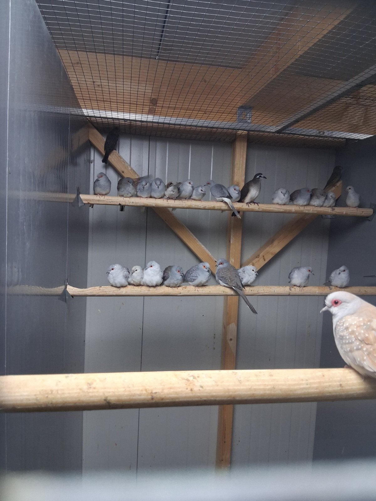 vele mooie diamantduifjes witstuit wildkleur en bruin, Dieren en Toebehoren, Meerdere dieren