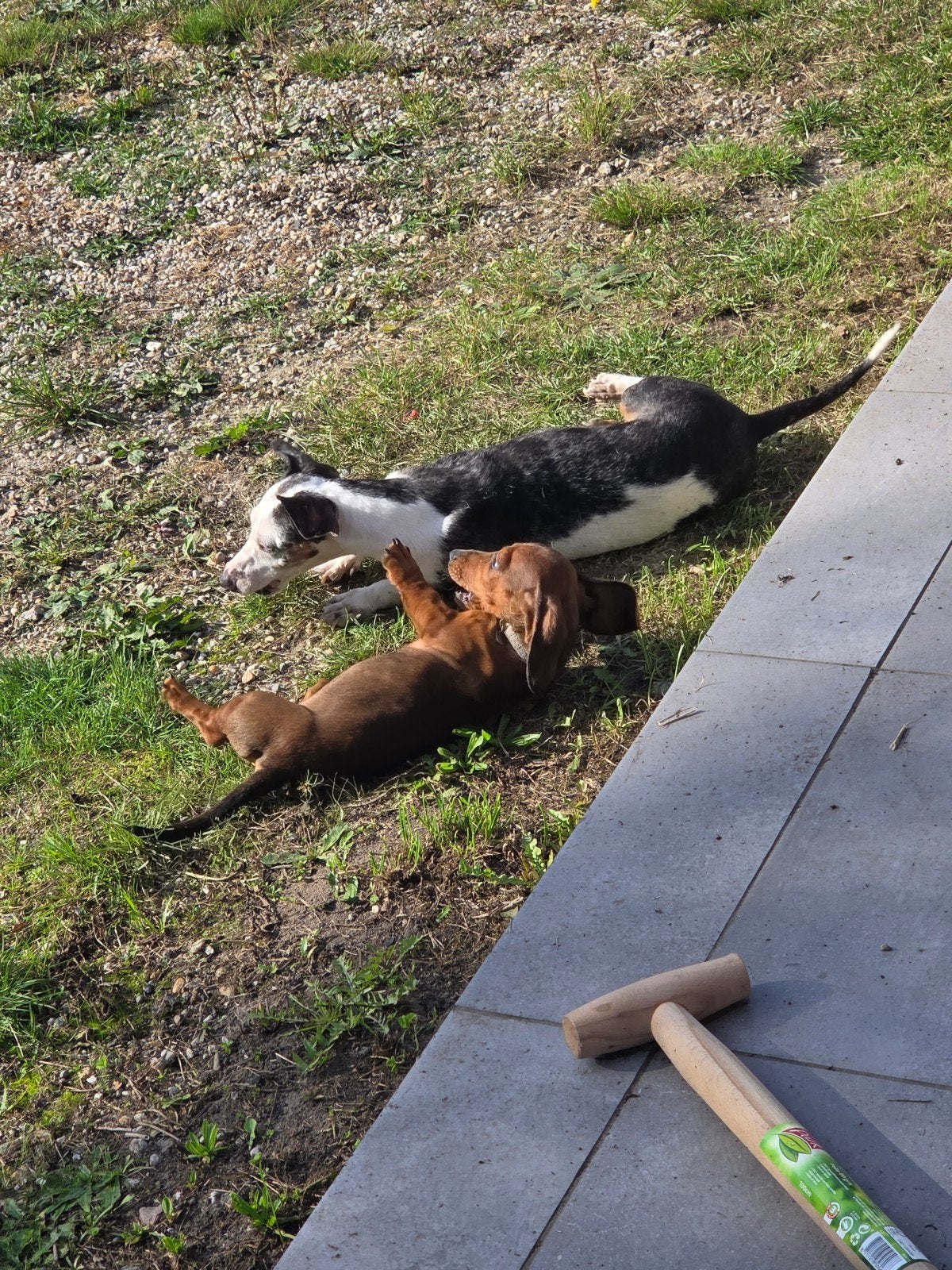 lief teckel reutje, Dieren en Toebehoren, België, Particulier, Reu, 8 tot 15 weken