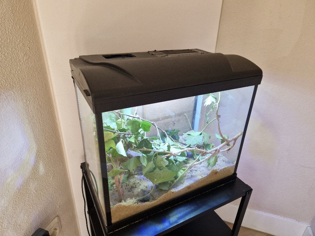 Wandelende takken met terrarium, Dieren en Toebehoren, Wandelende tak