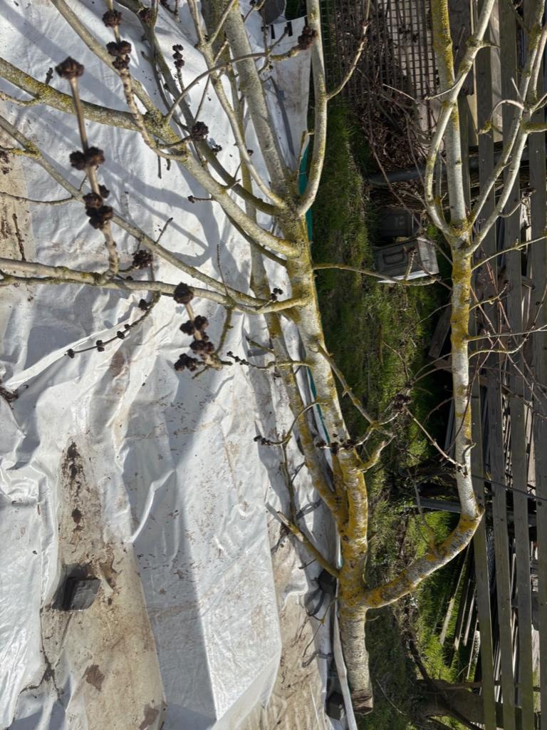 hout sculptuur boom voor de sier of sierboom of voor voliere, Antiek en Kunst, Kunst | Beelden en Houtsnijwerken, Ophalen of Verzenden
