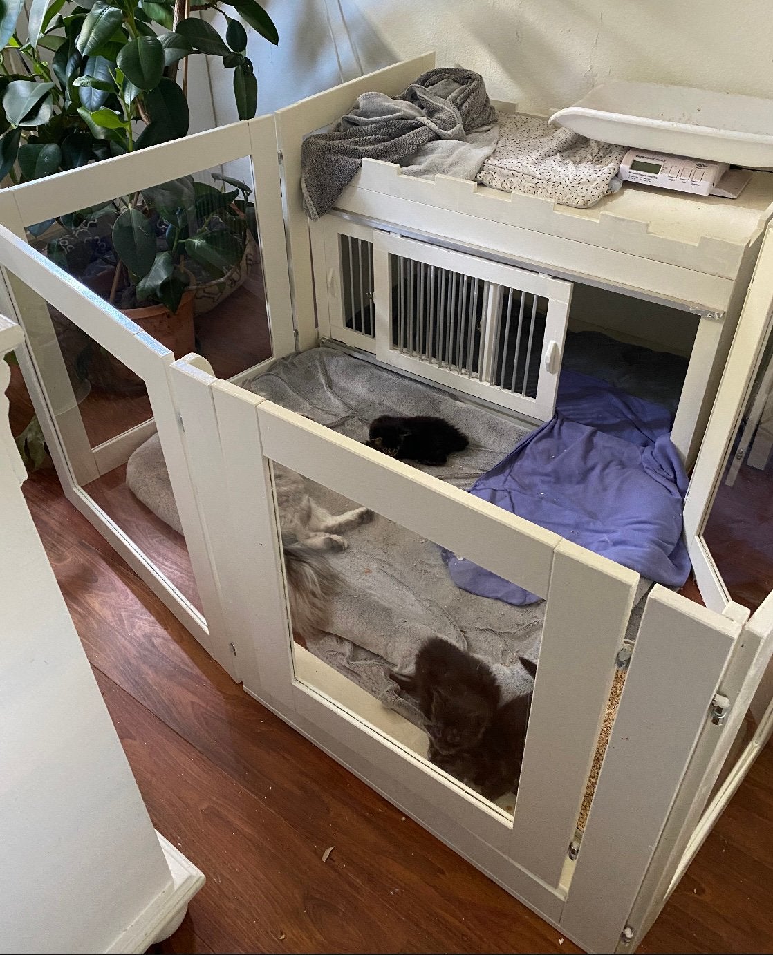 Solide houten kitten /puppyren met plexiglas panelen, Ophalen, Zo goed als nieuw