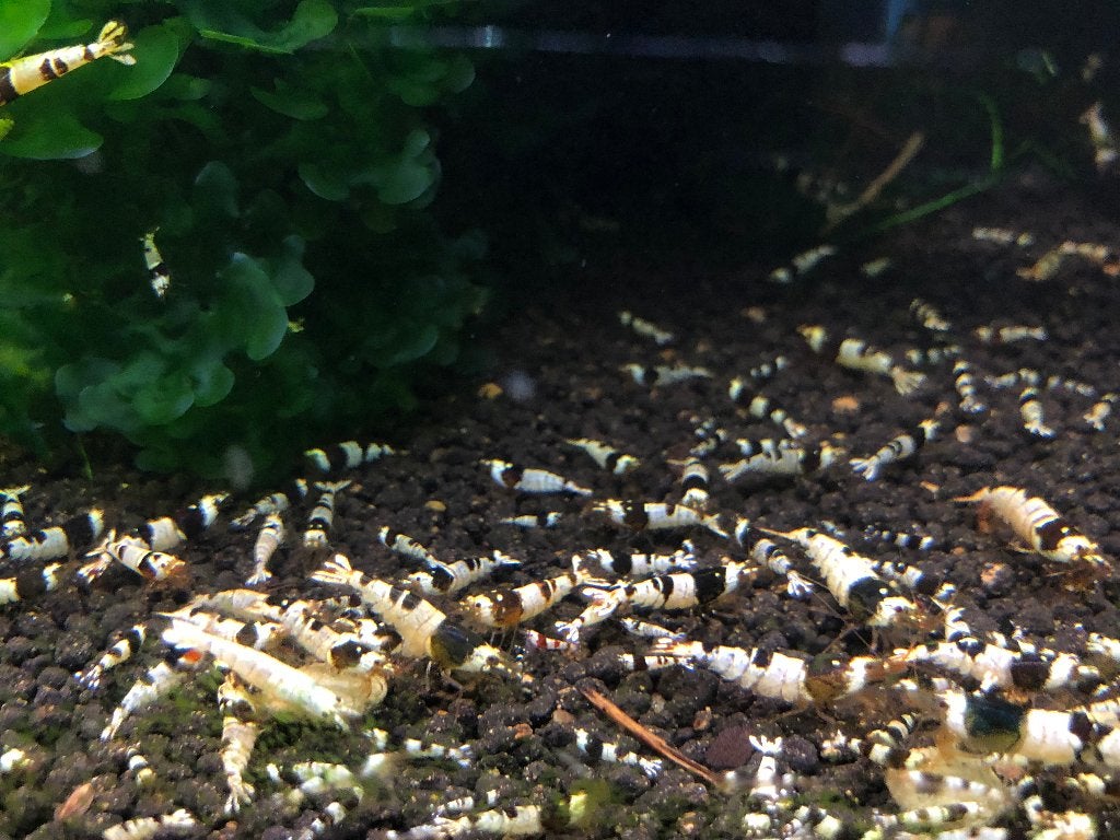 Crystal Black (gradatie A en hoger), Kreeft, Krab of Garnaal, Zoetwatervis