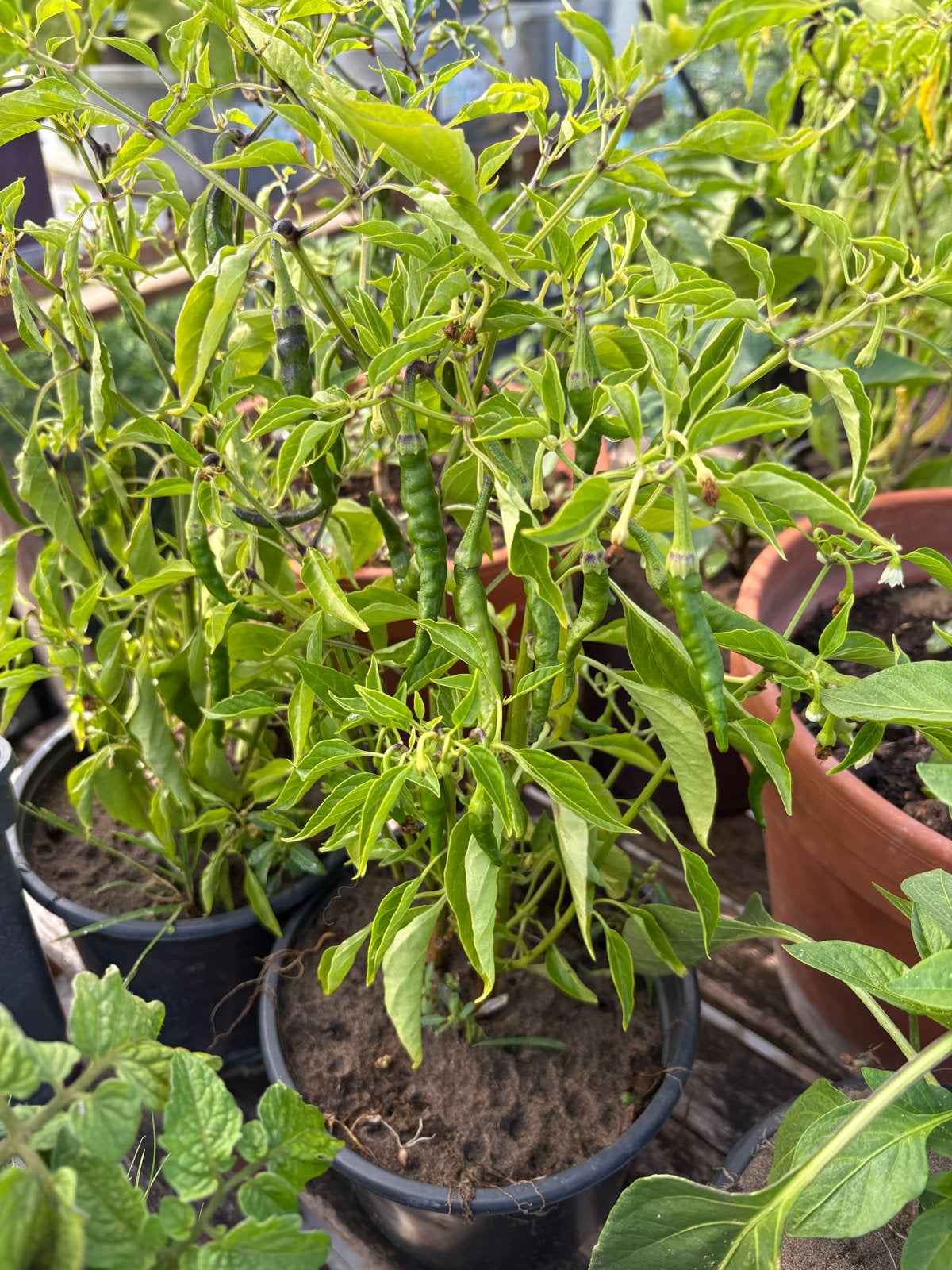 Tomaat, Paprika, Peper en Aubergine Plantjes - €5 per stuk, Tuin en Terras, Ophalen, Volle zon, Groenteplanten, Eenjarig