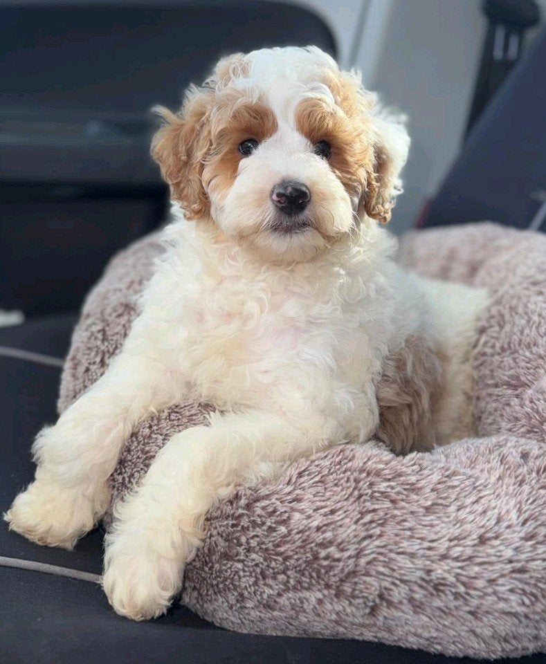 Australian labradoodle reutje, Dieren en Toebehoren, Overige rassen, 8 tot 15 weken, Meerdere dieren, Eén hond