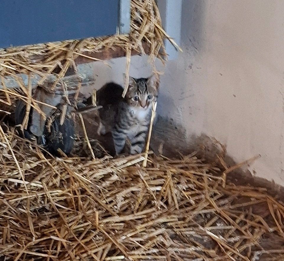 Cyperse kitten (kater) te koop, Kater, Kortharig, 0 tot 2 jaar