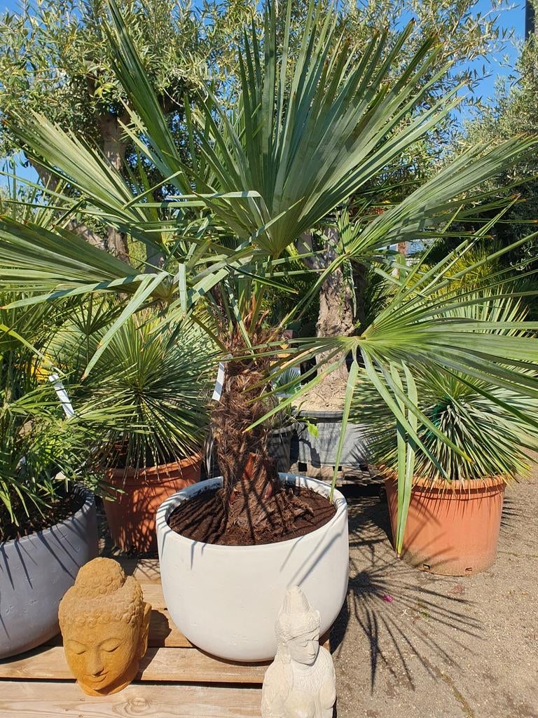 Palm in een deco pot, Tuin en Terras, Planten | Bomen, 100 tot 250 cm, Zomer, Palmboom, Ophalen