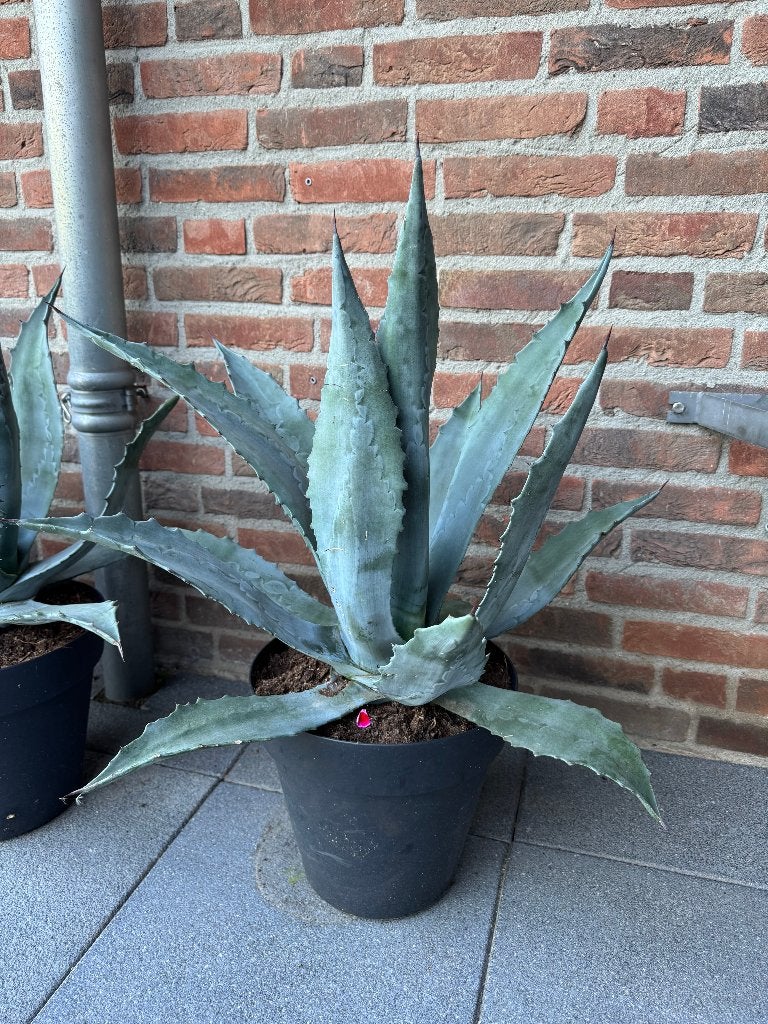 super mooie grote groene Agave Americana's, Volle zon, Vaste plant, Bloeit niet, Ophalen